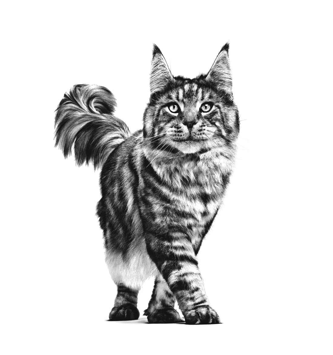 Royal Canin Gastrointestinal For Cat - feline(2 KG) - Dry Food