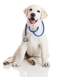 Dog Pharmacy