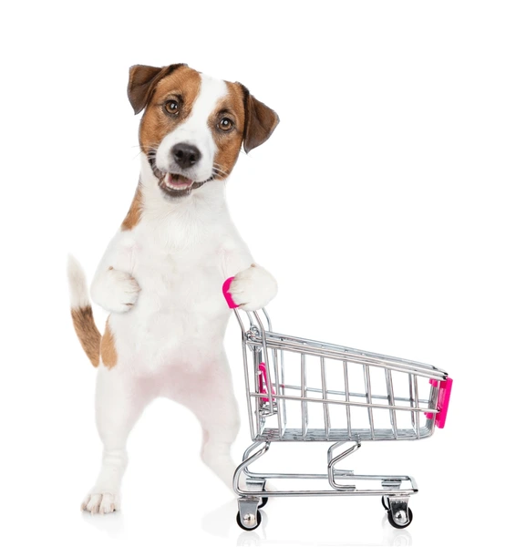 Shop Dog